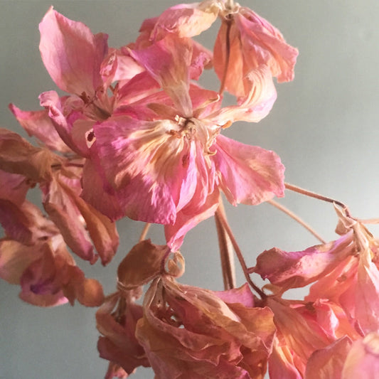 Apothecary Essentials: Understanding the Power of Herbal Medicine