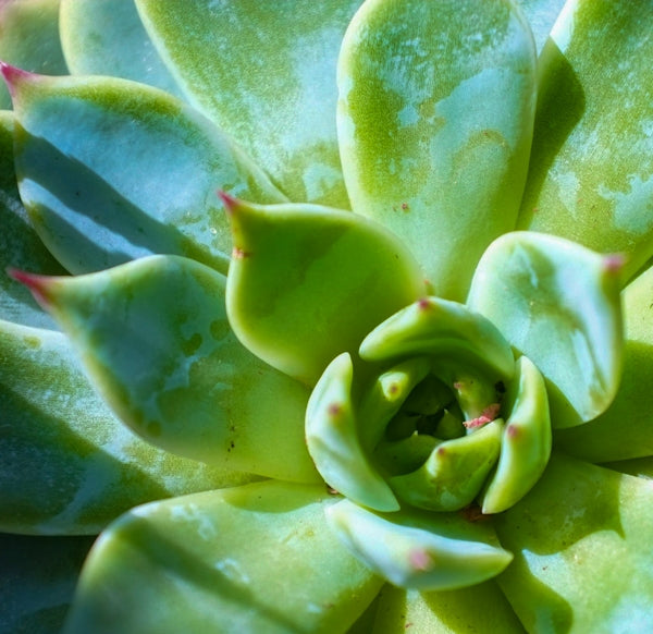 a close up of a plant with green leaves