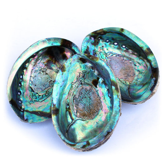 Abalone Shell | Iridescent